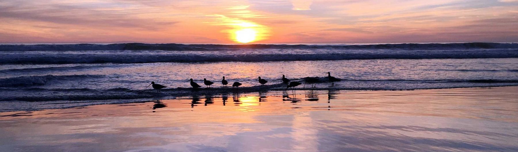 Birds at sunset.